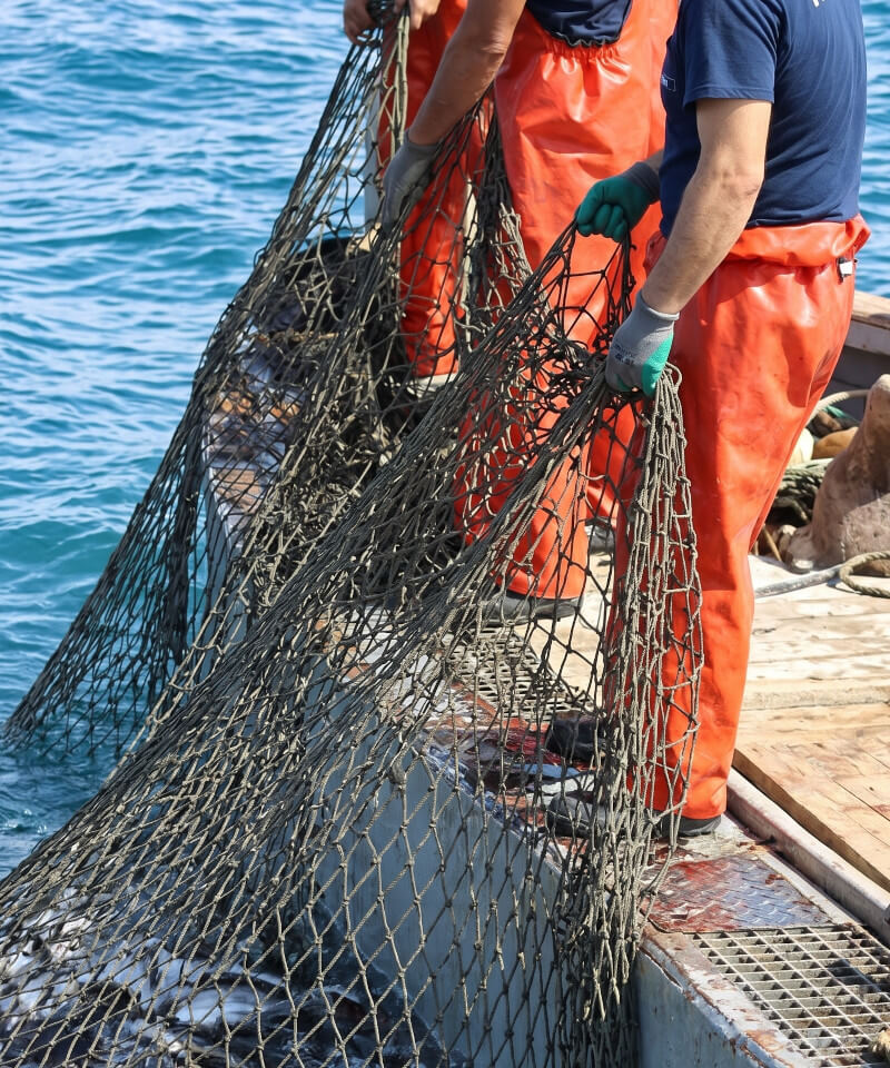 Fishermen hauling in a net full of tuna
